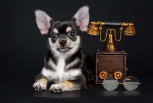 Black Chihuahua Dog Vintage Telephone & Sunglasses Wallpaper