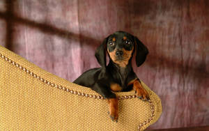 Black Dachshund Cute Puppy Wallpaper