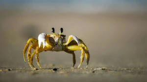 Black-eyed Yellow Crab Wallpaper