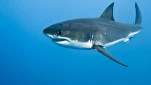 Black Great White Shark Wallpaper