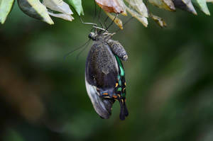 Black Green Butterfly Cocoon Wallpaper