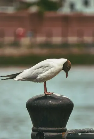 Black Headed Gull Northern Ireland Wallpaper