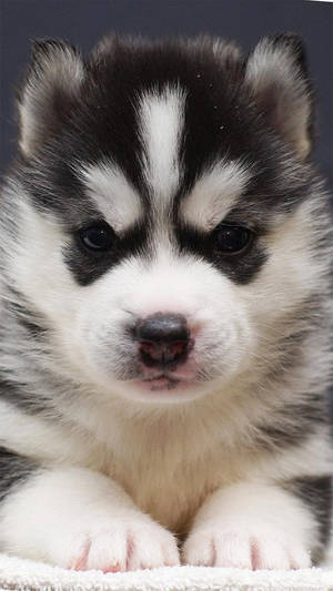 Black Husky Puppy Close-up Wallpaper