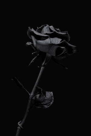 Black Iphone Rose Wallpaper