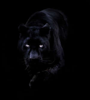 Black Jaguar Standing Alert On A Tree Wallpaper