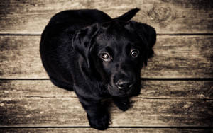 Black Labrador Top View Angle Wallpaper