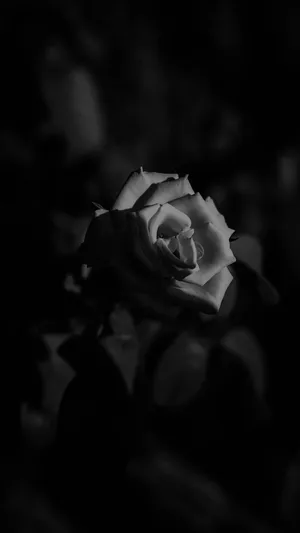 Black Magic Flower Black Rose Iphone Wallpaper
