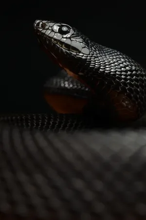 Black Mamba Snake Looking Upward Wallpaper