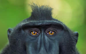 Black Monkey In Sulawesi Wallpaper