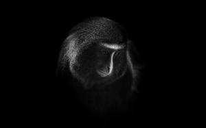 Black Monkey Sad Expression Wallpaper