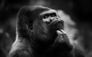 Black Monkey Scratching Its Chin Wallpaper