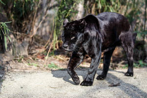 Black Panther Animal Walks Wallpaper