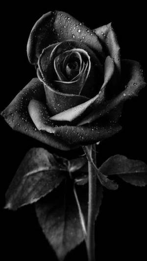 Black Rose On Black Background Wallpaper