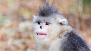 Black Snub Nosed Monkey Wallpaper