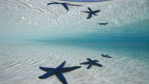 Black Starfish In Deep Blue Ocean Wallpaper