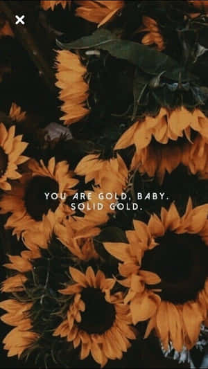 Black Sunflower Solid Gold Wallpaper