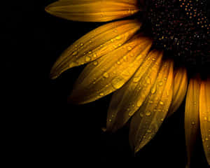 Black Sunflower Water Droplets Wallpaper
