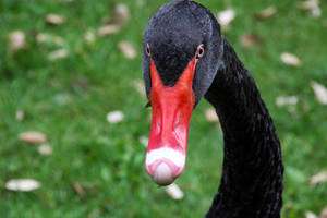 Black Swan Animal Wallpaper