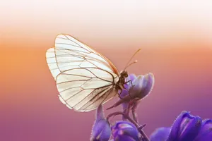 Black-veined Butterfly On Flower Wallpaper