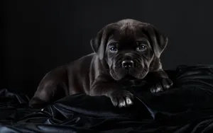 Black Velvet Cane Corso Puppy Wallpaper