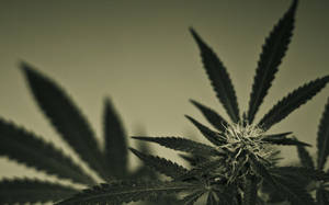 Black & White Cannabis Wallpaper
