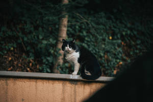 Black White Cat On Fence Wallpaper