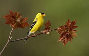 Black Yellow Bird Wallpaper