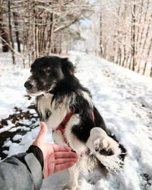 Blackand White Dog Giving Pawin Snow Wallpaper