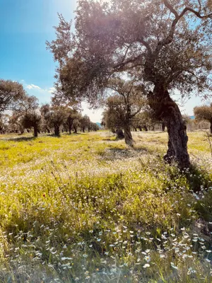 Bland Trees On Meadow Wallpaper