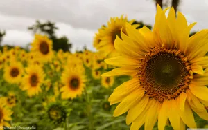 Blessed With A Beautiful Bouquet Wallpaper