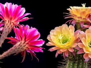 Blooming Cactus Flower In Its Full Glory Wallpaper