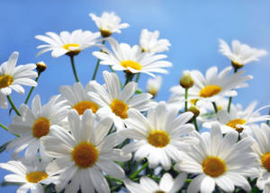 Blooming Daisies 4k Wallpaper