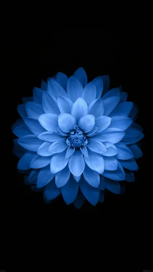 Blooming Flower Iphone 6s Live Wallpaper