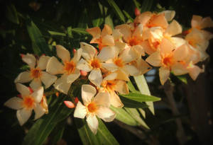 Blooming In Sharp Of Yellow Wallpaper