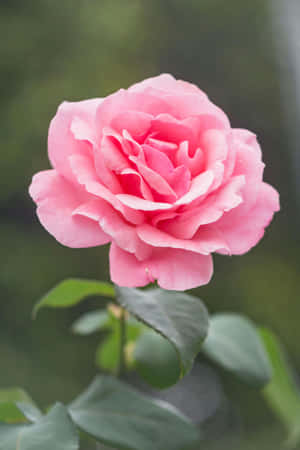 Blooming Pink Rose H D Wallpaper