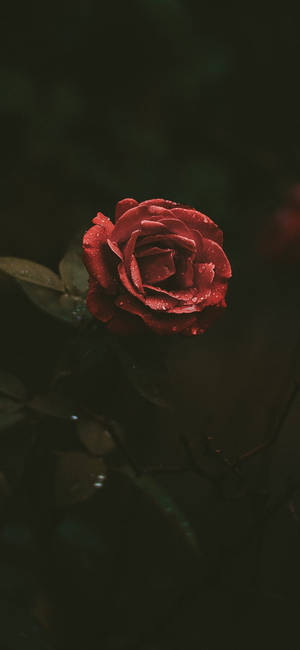 Blooming Red Rose On Original Iphone 4 Wallpaper