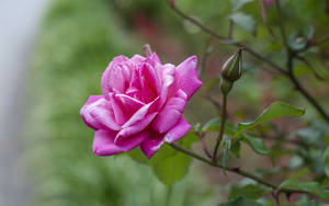 Blooming Rose In The Spring Wallpaper