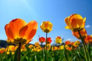 Blooming Spring Meadow Wallpaper