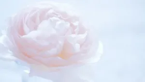 Blooming White Camellia Sasanqua Wallpaper