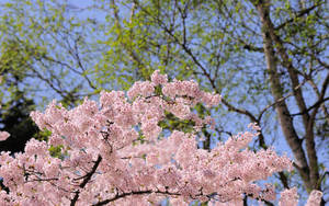 Blossoming Beauty Beneath Majestic Cherry Trees Wallpaper