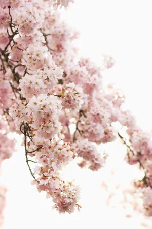 Blossoming Impressions - Google Pixel In Bloom Collection Wallpaper