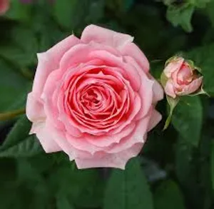 Blossoming Pink Rose In Full Glory Wallpaper