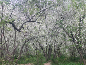 Blossoms In Kabul Wallpaper