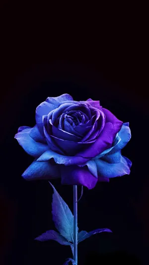 Blue And Purple Rose Flower Apple Wallpaper