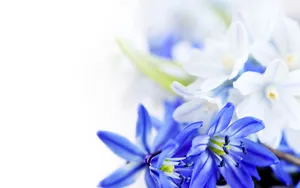 Blue And White Flower Wallpaper