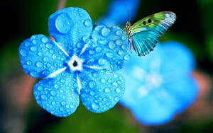 Blue Beautiful Flower With Butterfly Wallpaper