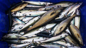 Blue Bucket Of Mackerels Wallpaper