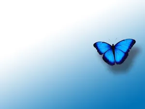 Blue Butterfly Aesthetic Hd Wallpaper