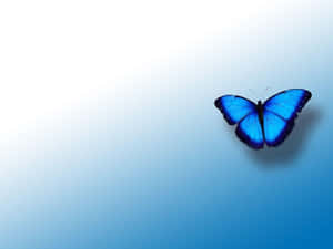 Blue Butterfly Desktop Wallpaper