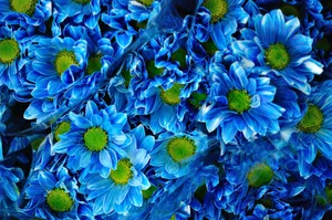 Blue Chrysanthemum Flower Bouquets Wallpaper